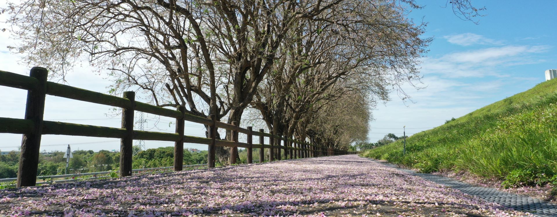 香榭大道南洋櫻